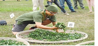 師院畢業改製茶 勇奪全國季軍